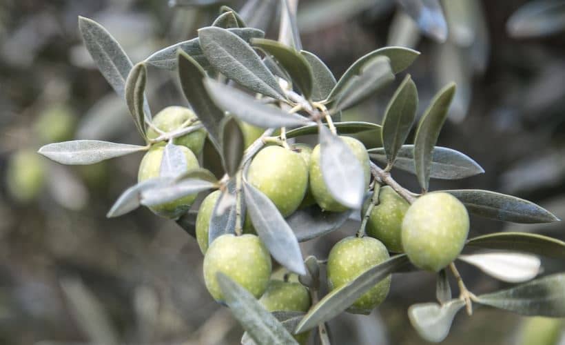 Cluster of Oliva Nocellara from Olive Grove of the Caro Group